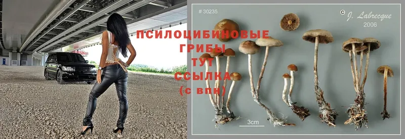 где купить наркотик  Заозёрный  Галлюциногенные грибы Cubensis 